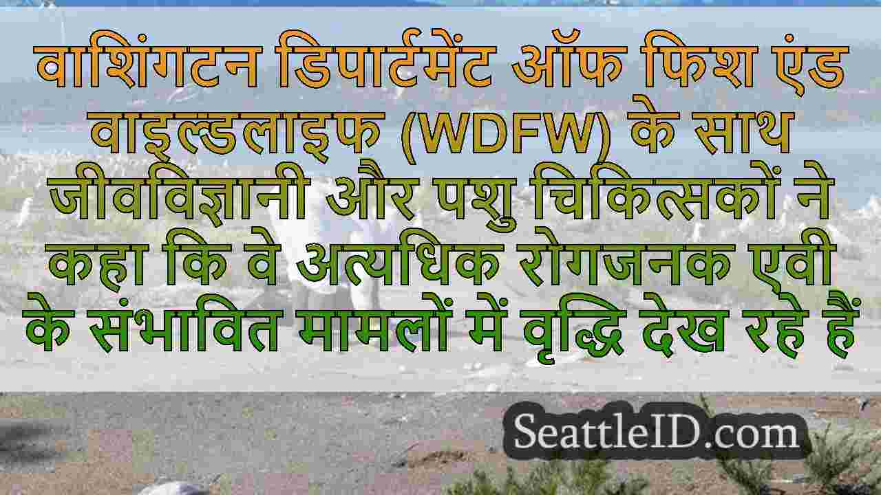सिएटल समाचार SeattleID