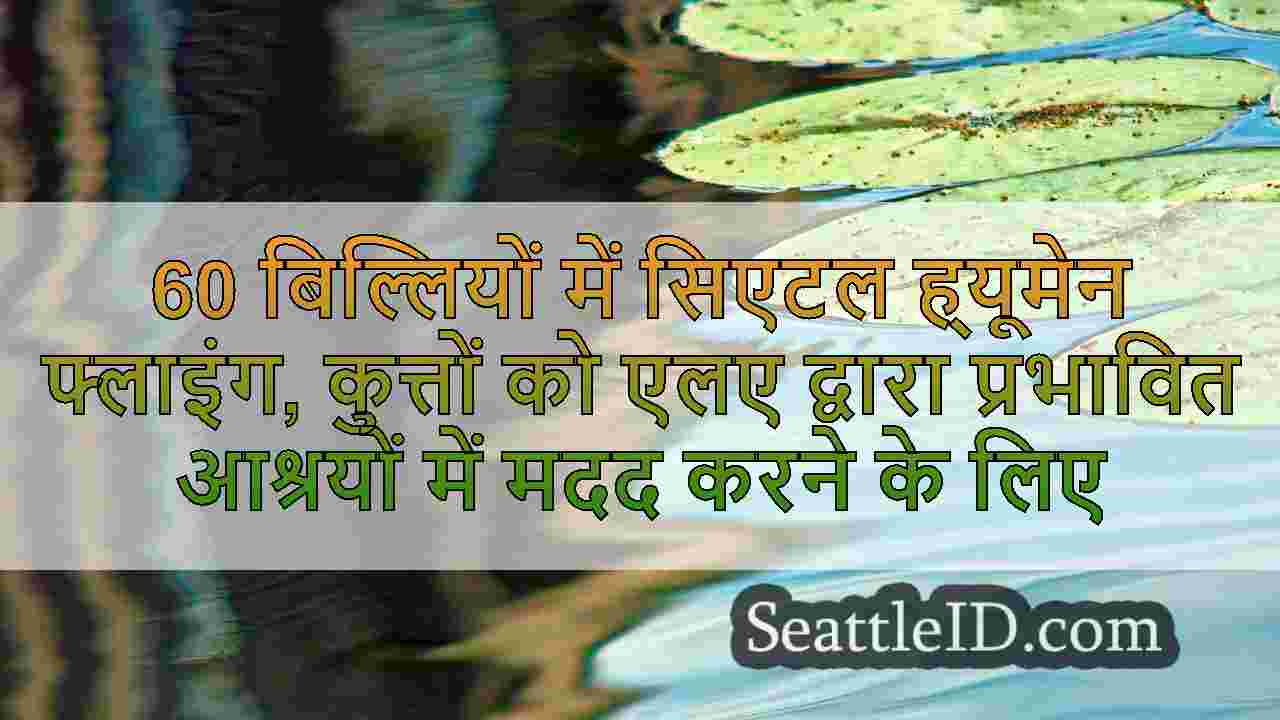 60 बिल्लियों में सिएटल ह्यूमेन फ्लाइंग,