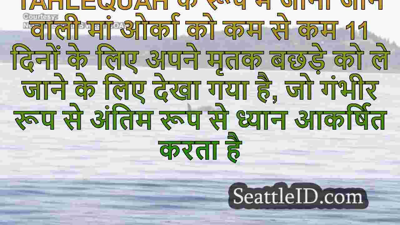 सिएटल समाचार SeattleID