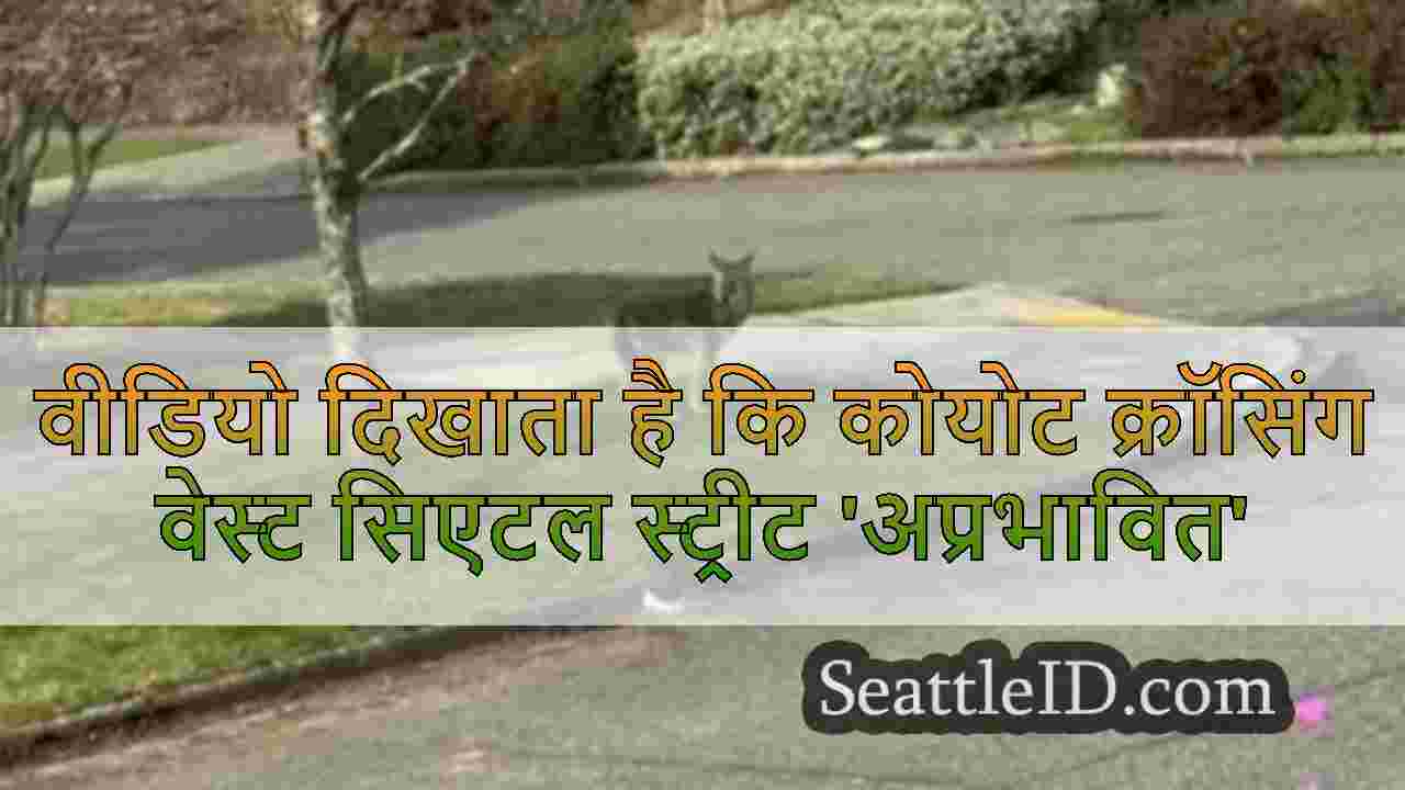 वीडियो दिखाता है कि कोयोट क्रॉसिंग
