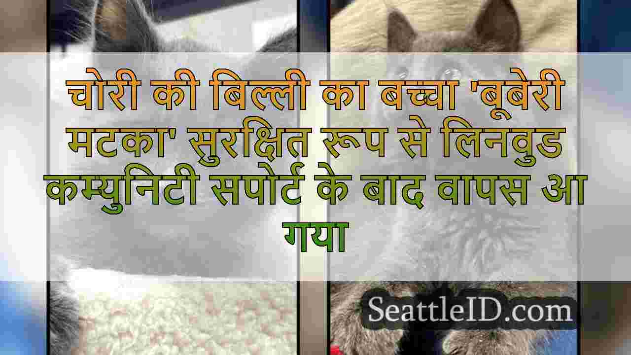 चोरी की बिल्ली का बच्चा 'बूबेरी मटका'