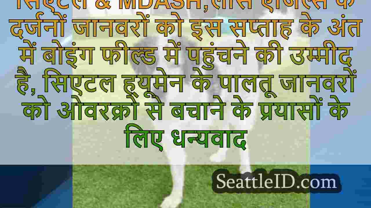 सिएटल समाचार SeattleID