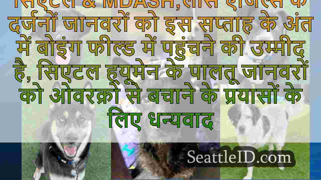 60 से अधिक ला वाइल्डफायर-डिसप्लेस्ड