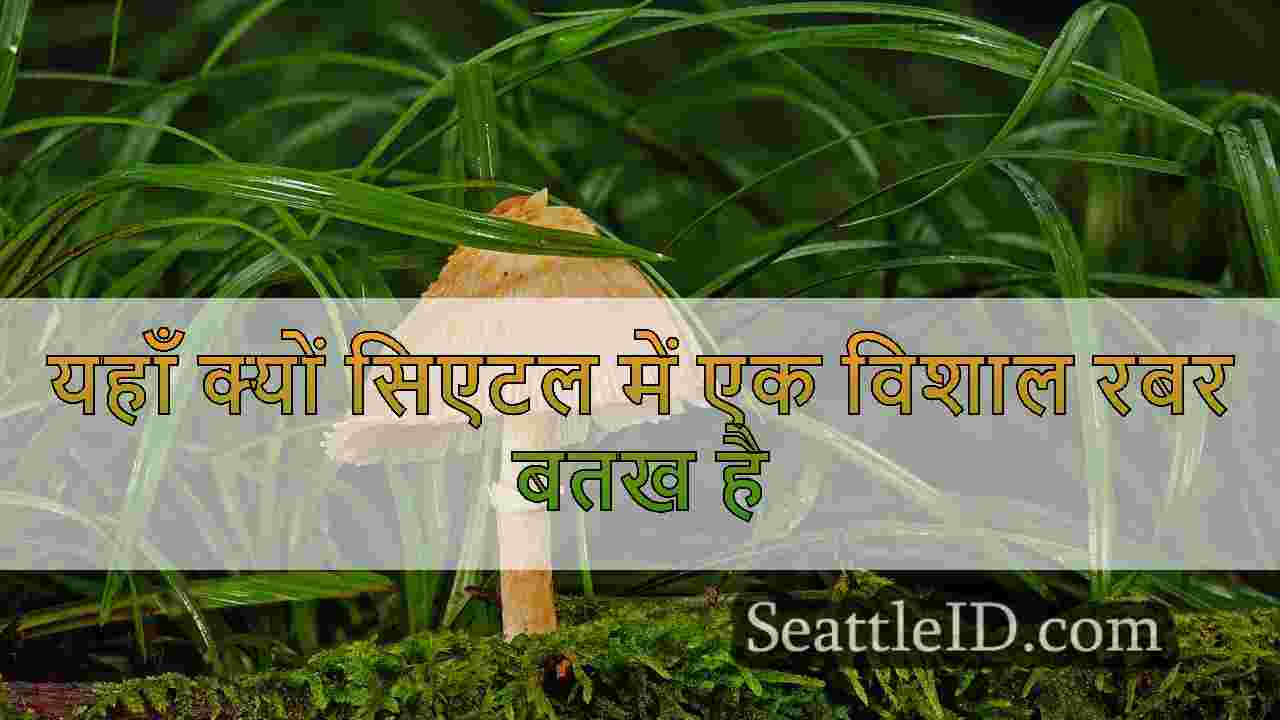 सिएटल समाचार SeattleID