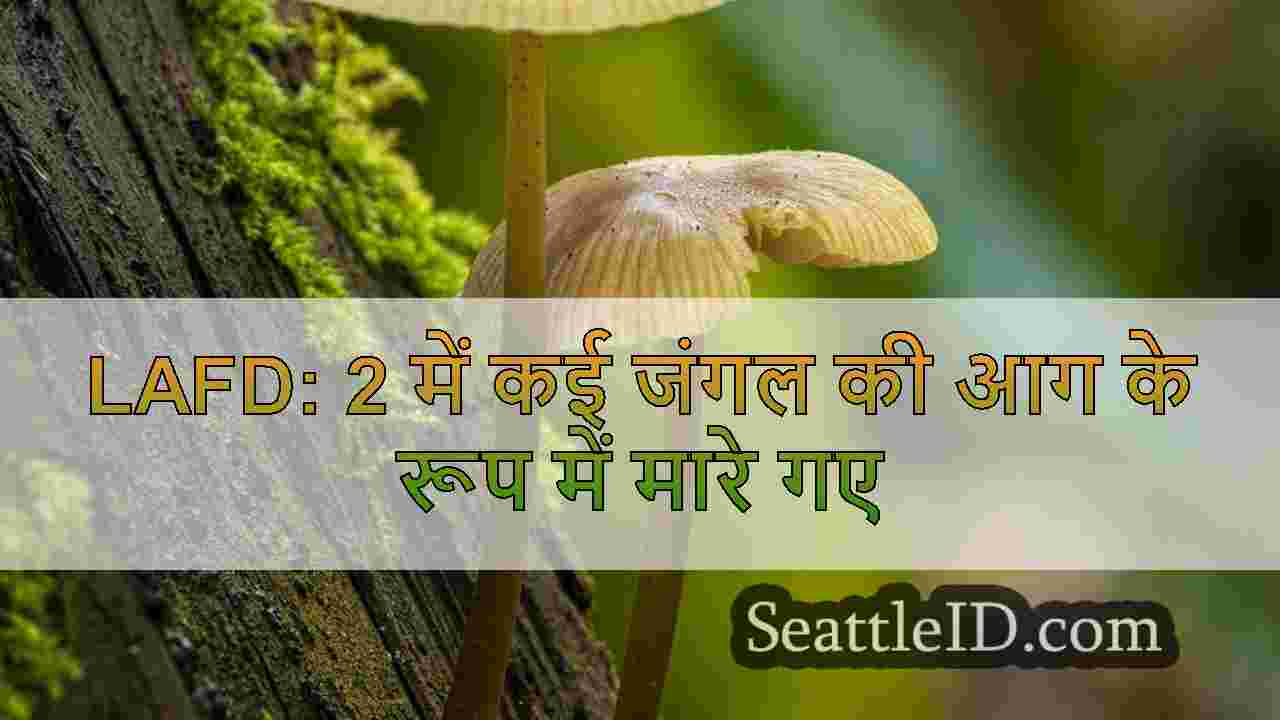 सिएटल समाचार SeattleID