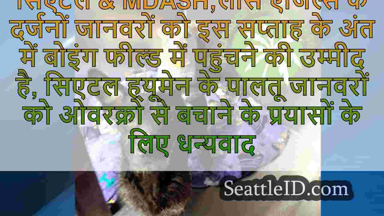 सिएटल समाचार SeattleID