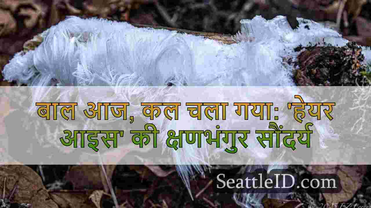 बाल आज, कल चला गया: 'हेयर आइस' की