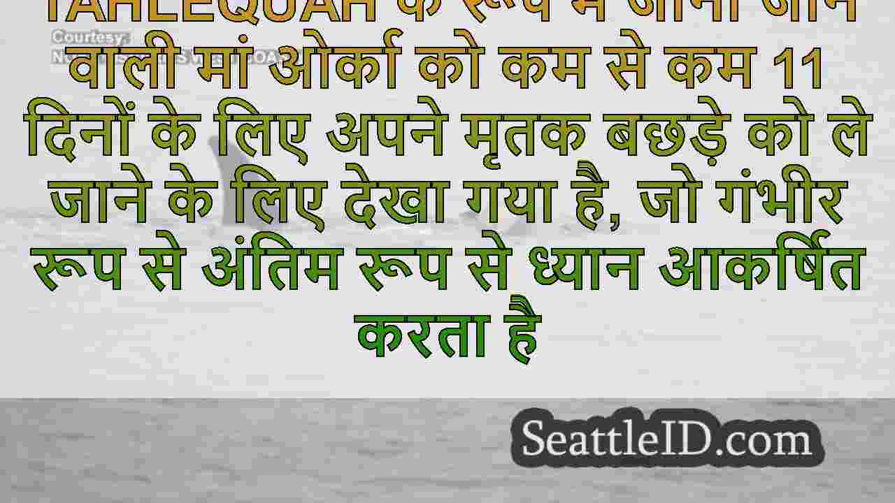 सिएटल समाचार SeattleID