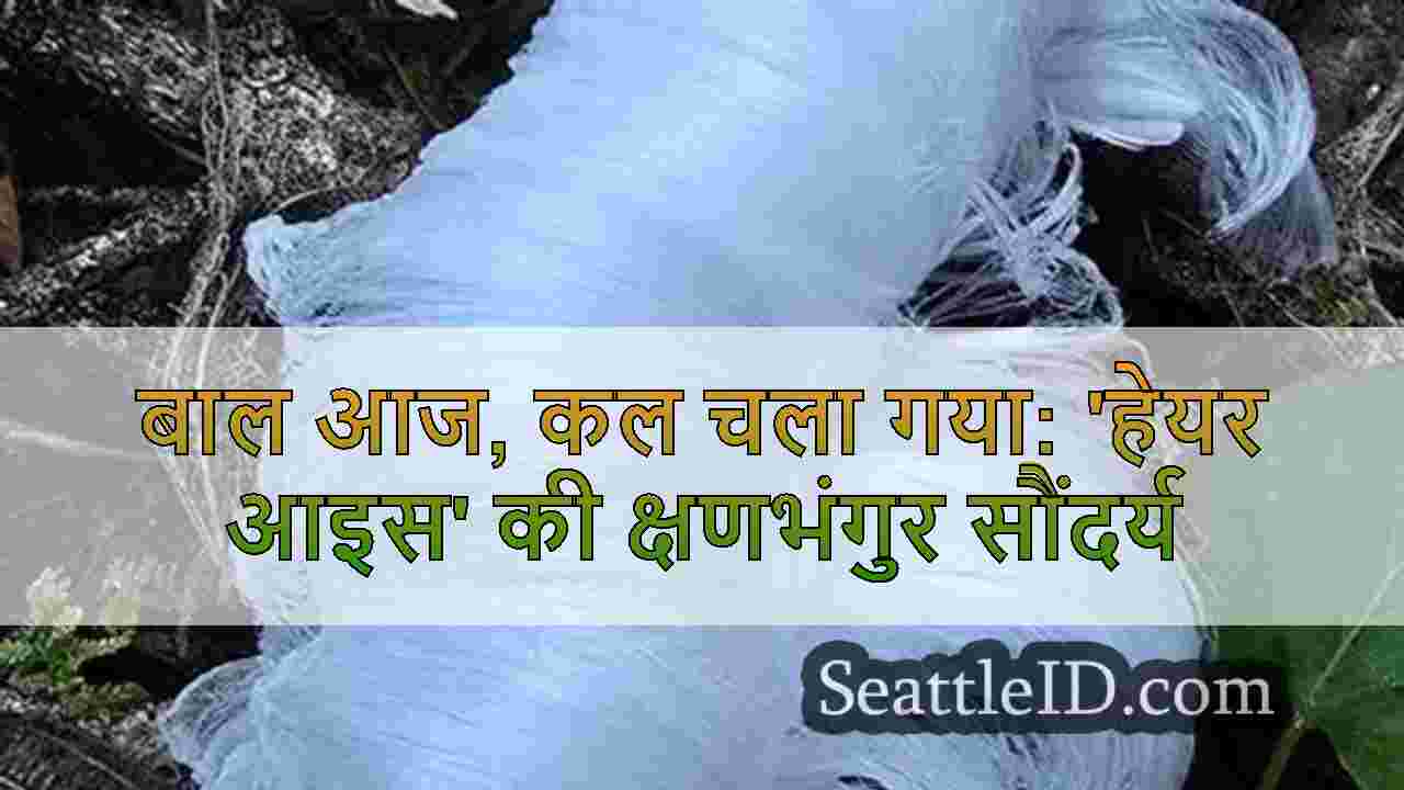 सिएटल समाचार SeattleID