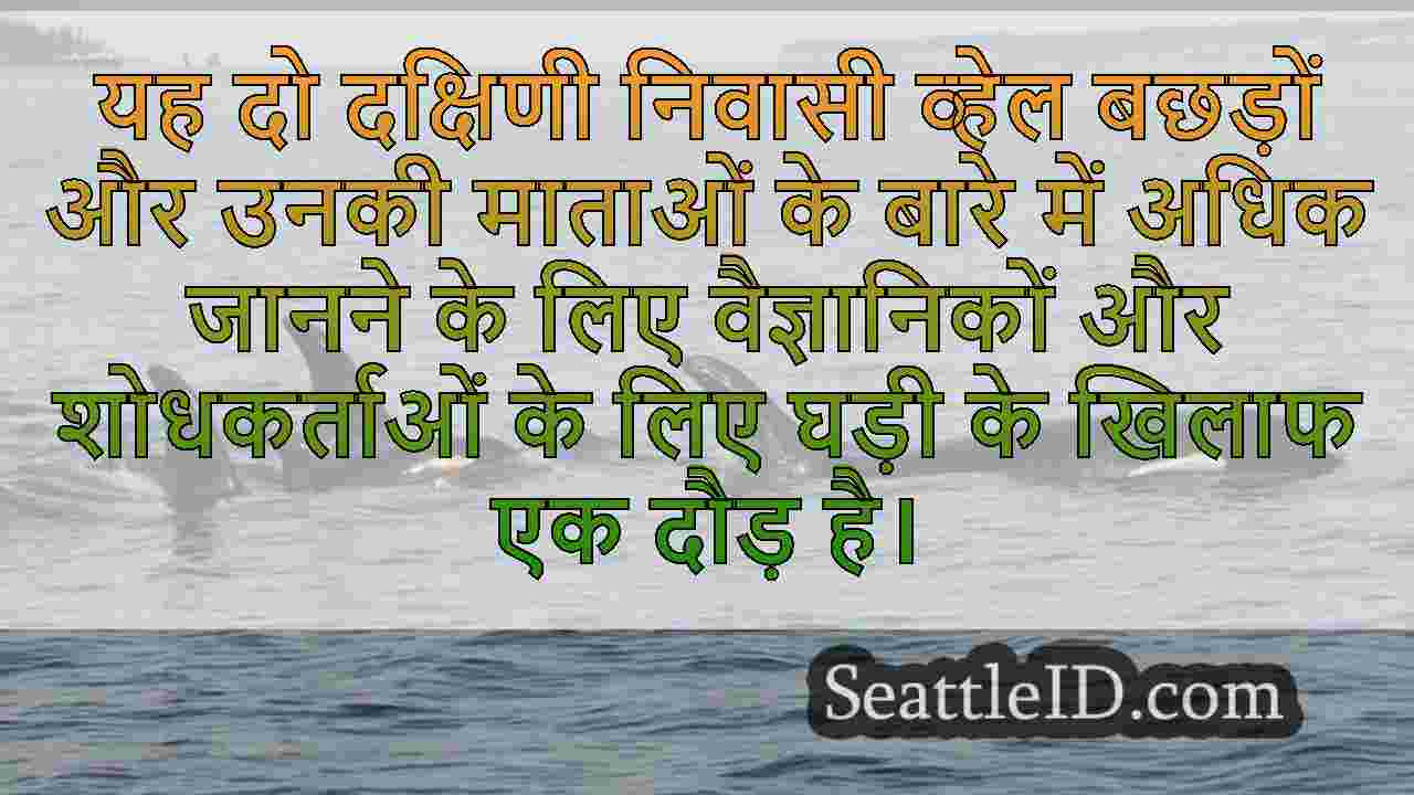 दक्षिणी निवासी ऑर्कास को अनिश्चित