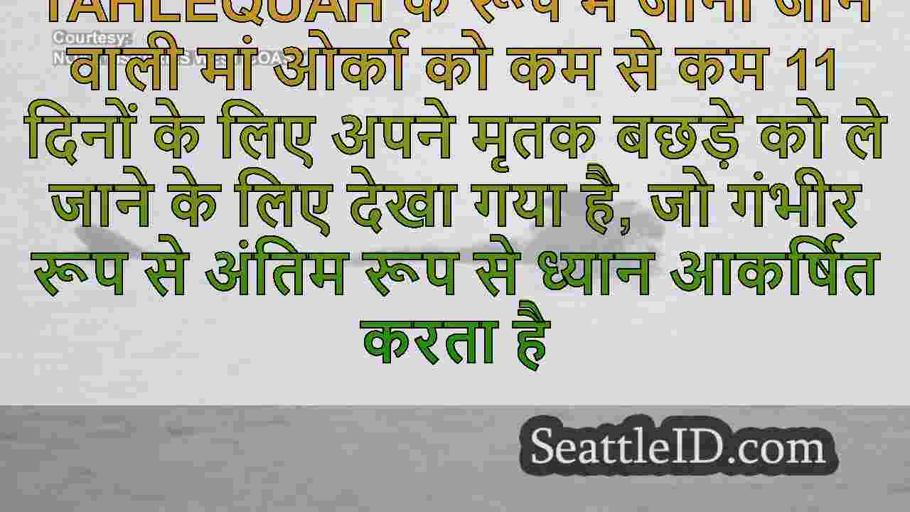 दक्षिणी निवासी व्हेल अपने मृत बछड़े को
