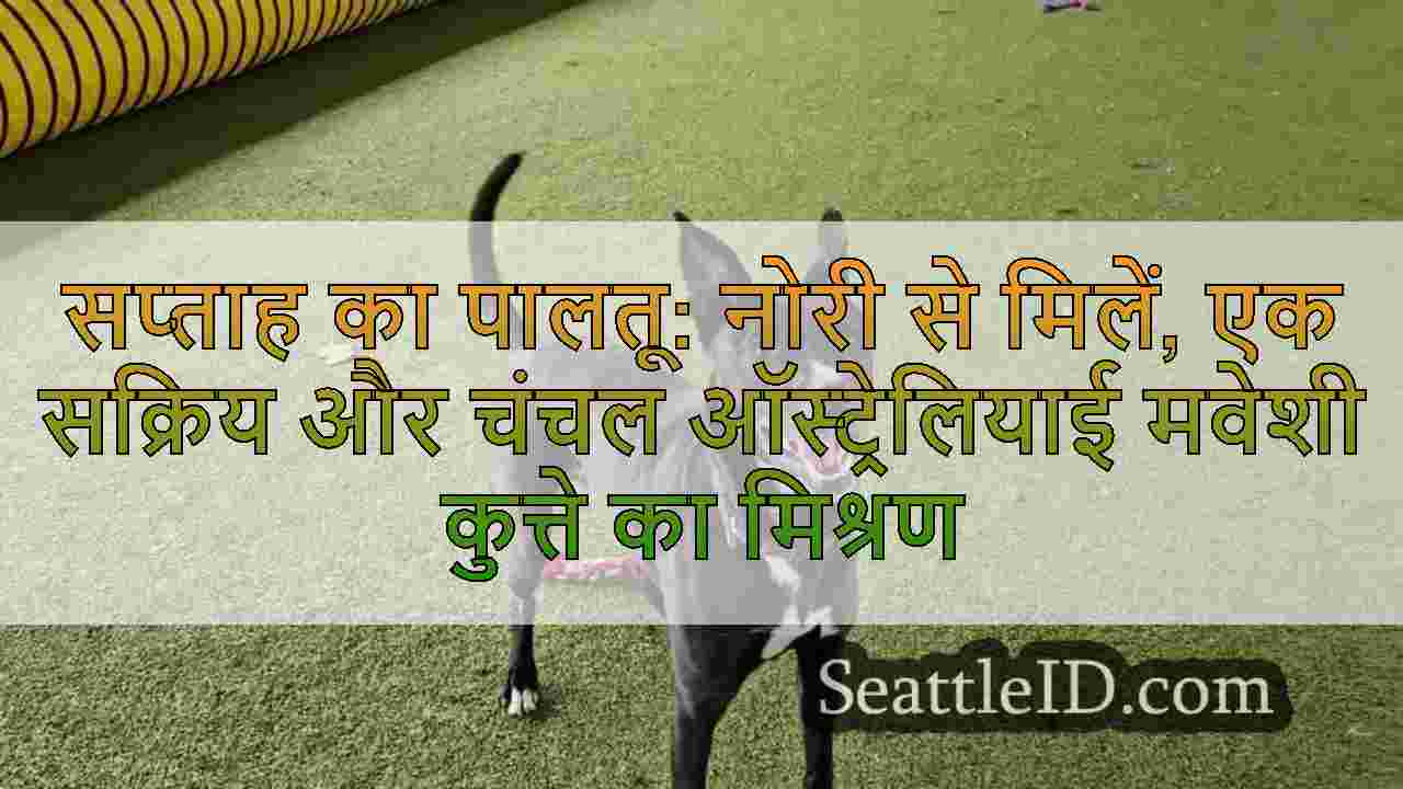 सप्ताह का पालतू: नोरी से मिलें, एक
