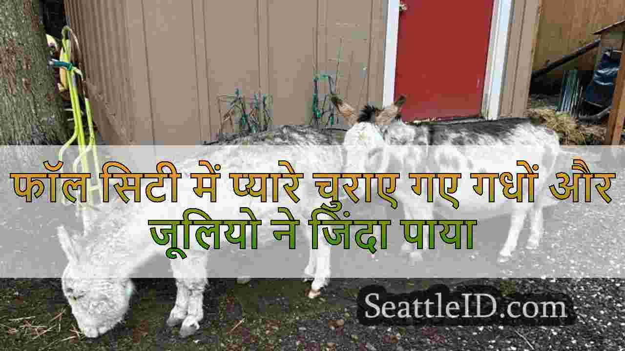 फॉल सिटी में प्यारे चुराए गए गधों और