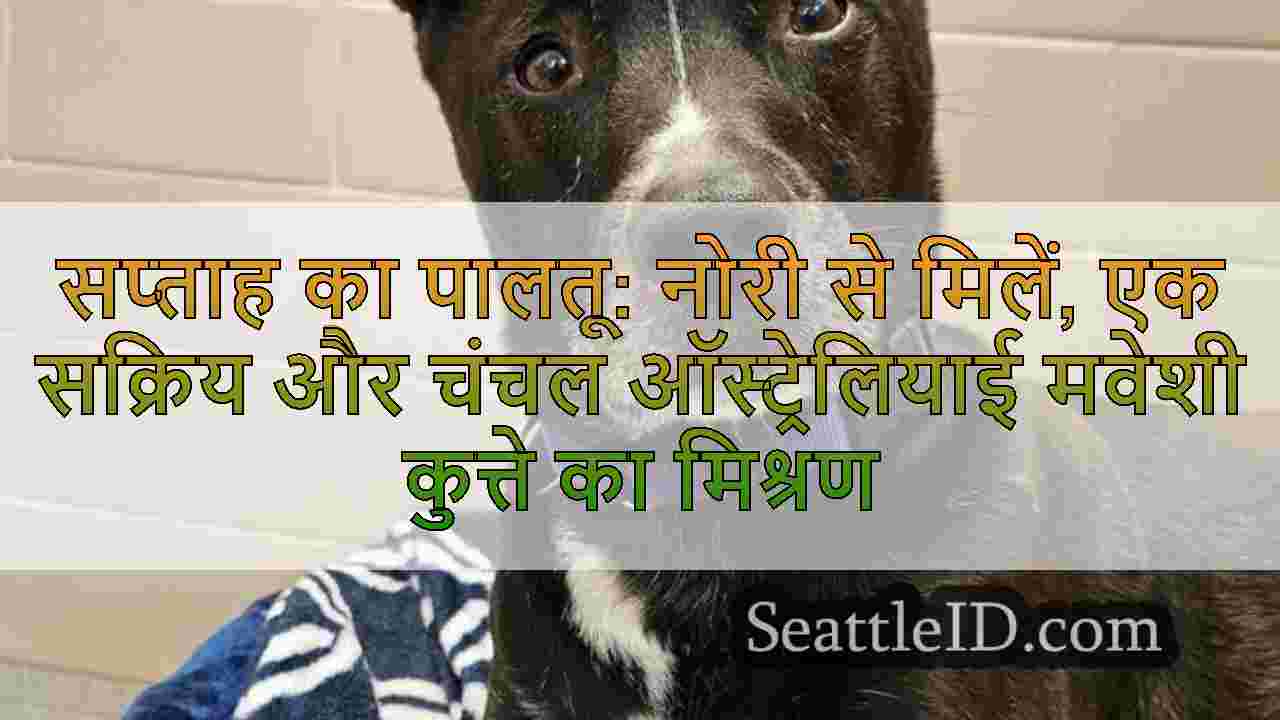 सिएटल समाचार SeattleID