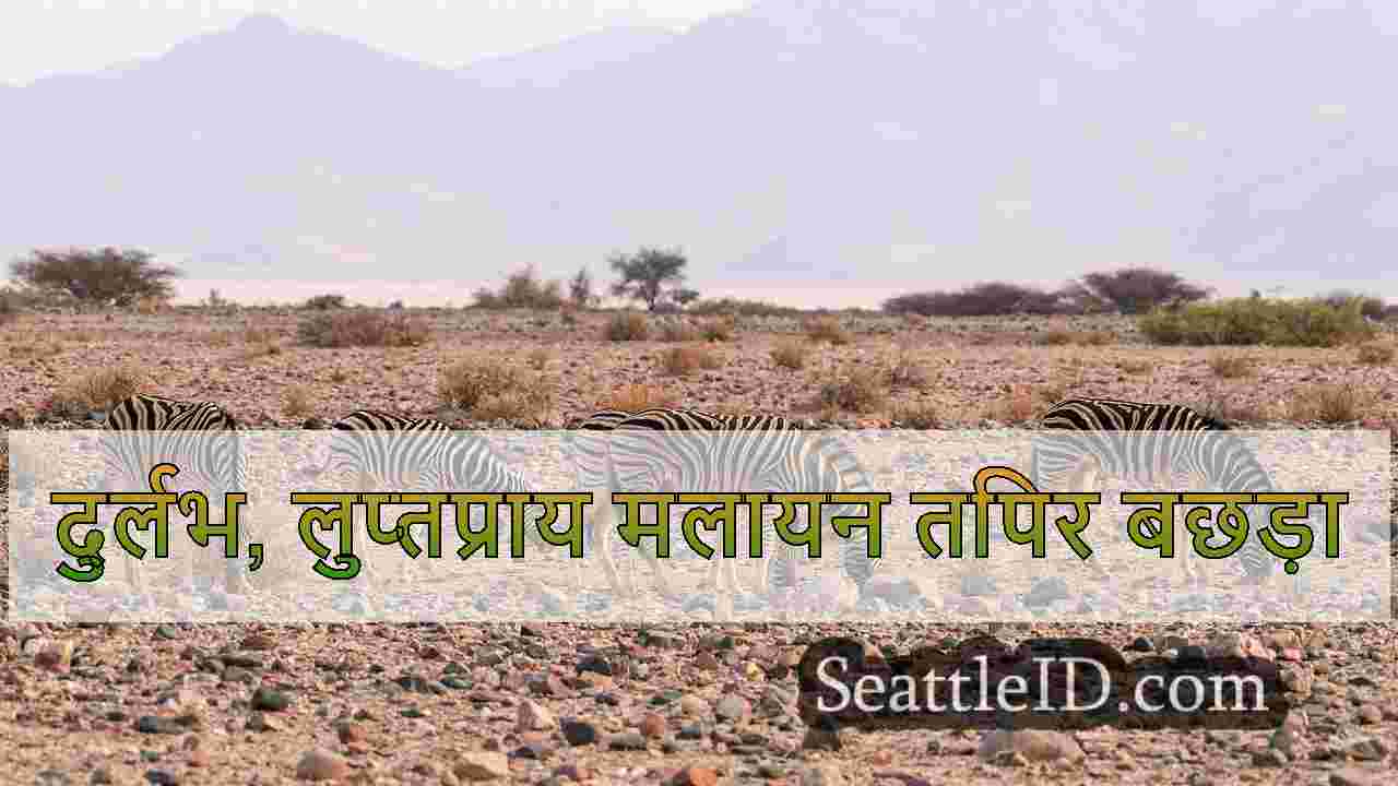 सिएटल समाचार SeattleID