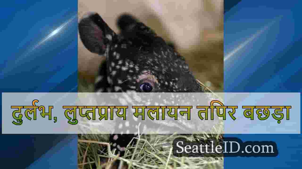 दुर्लभ, लुप्तप्राय मलायन तपिर बछड़ा
