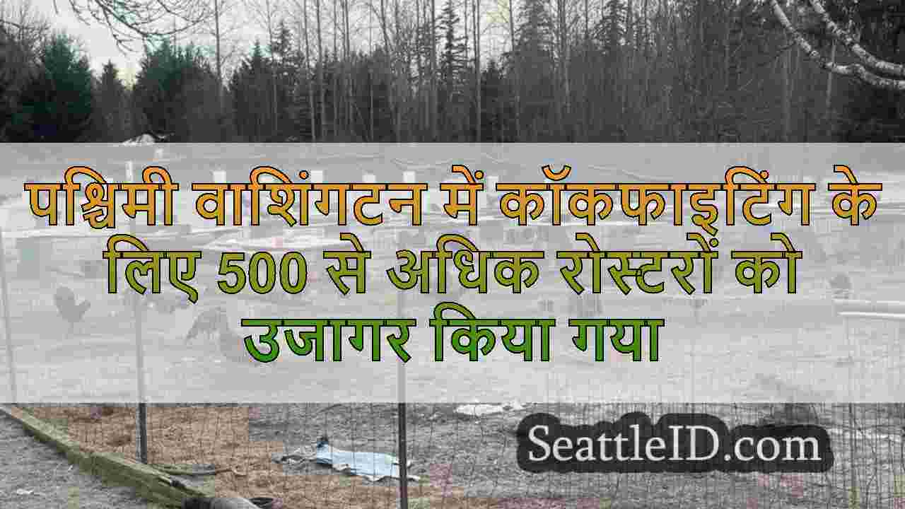 पश्चिमी वाशिंगटन में कॉकफाइटिंग के लिए