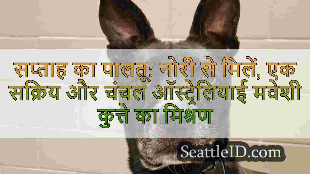 सिएटल समाचार SeattleID