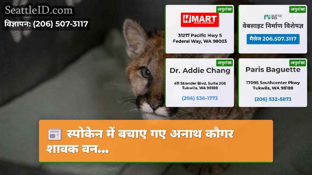 स्पोकेन में बचाए गए अनाथ कौगर शावक वन...