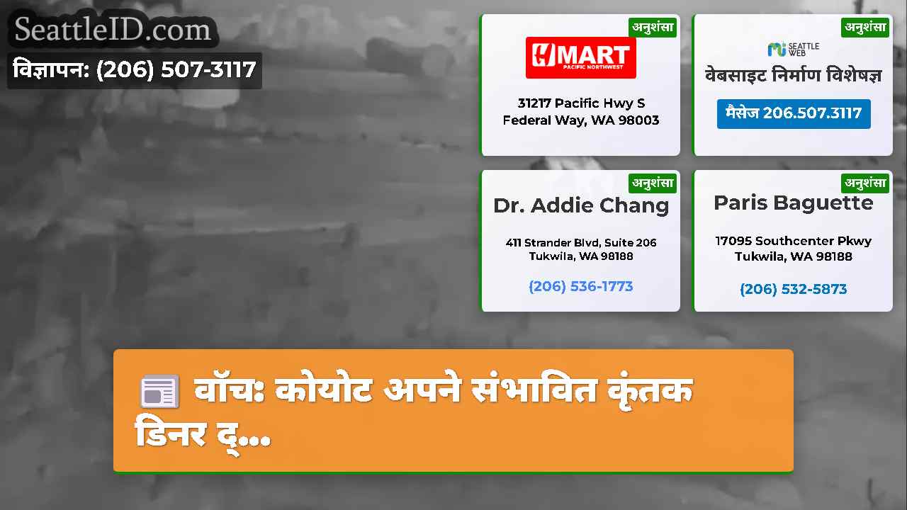 वॉच: कोयोट अपने संभावित कृंतक डिनर द्...