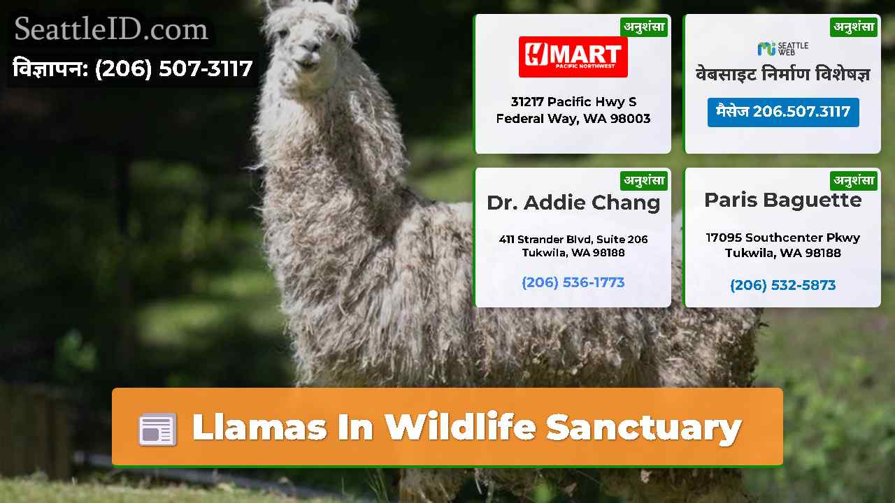 Llamas In Wildlife Sanctuary