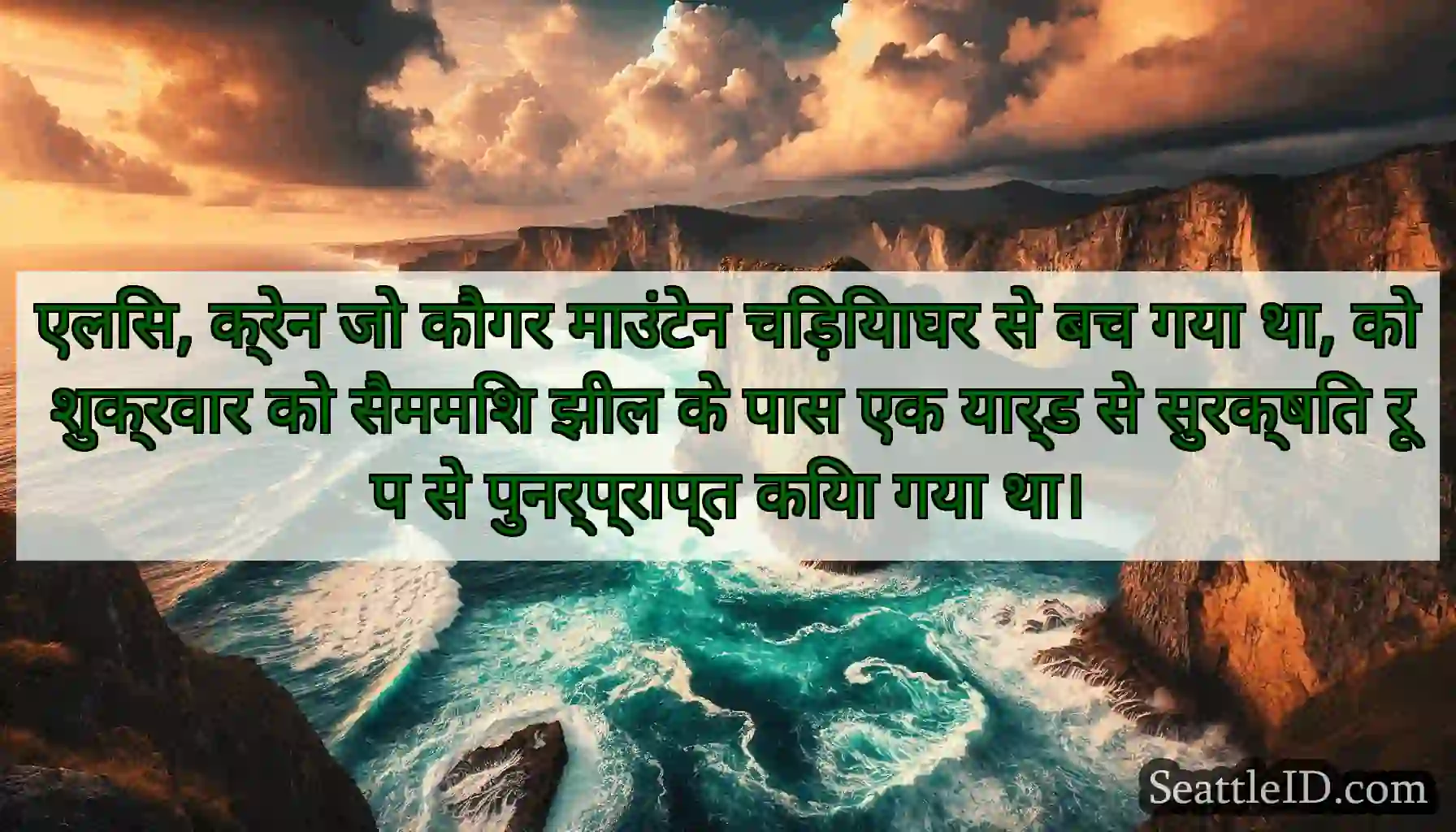 एलिस, क्रेन जो कौगर माउंटेन चिड़ियाघर से बच गया