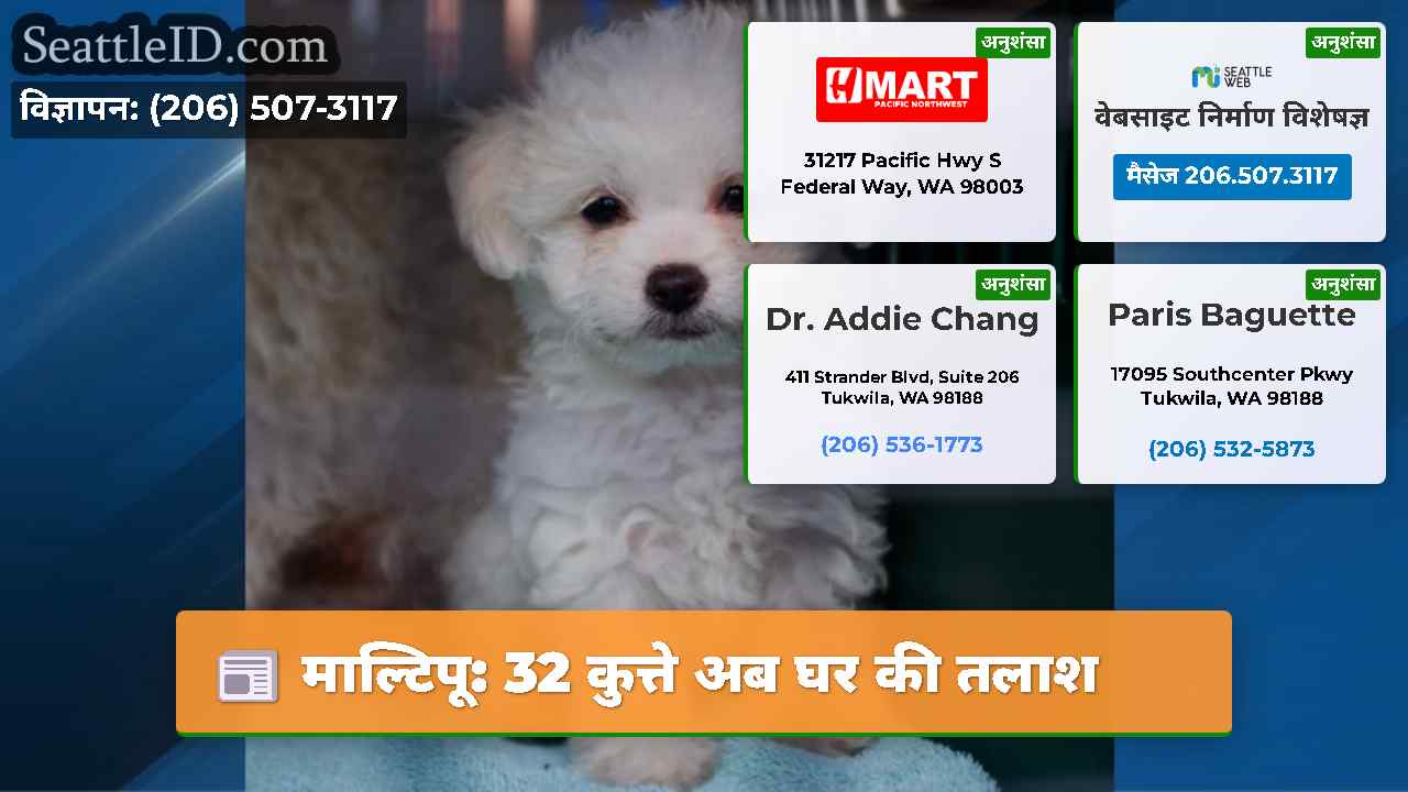 माल्टिपू: 32 कुत्ते अब घर की तलाश