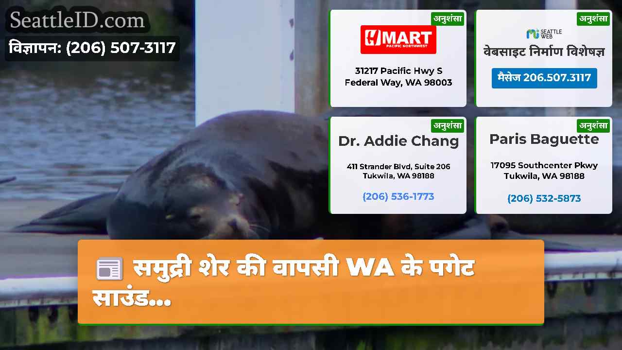 समुद्री शेर की वापसी WA के पगेट साउंड...