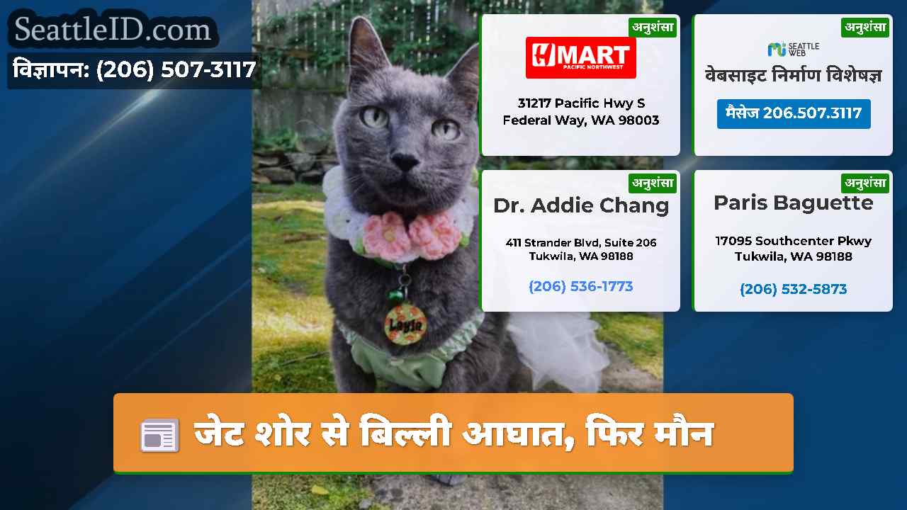 जेट शोर से बिल्ली आघात, फिर मौन