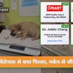 फेंटेनाल से बचा पिल्ला नर्कन से जीवित