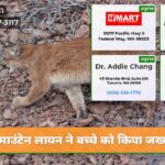 माउंटेन लायन ने बच्चे को किया जख्मी