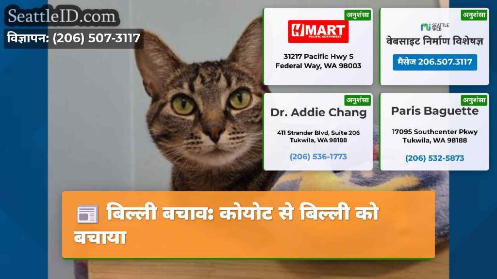 बिल्ली बचाव: कोयोट से बिल्ली को बचाया