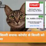 बिल्ली बचाव कोयोट से बिल्ली को बचाया