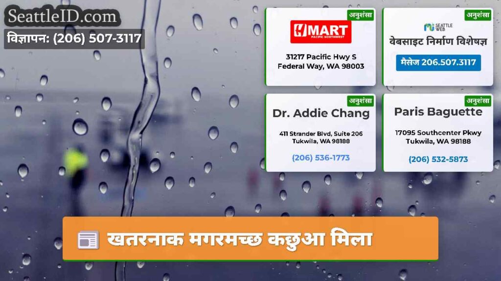 खतरनाक मगरमच्छ कछुआ मिला