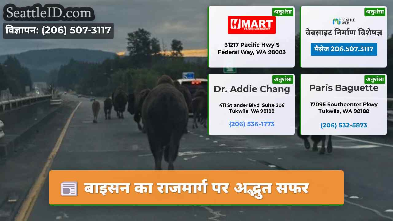 बाइसन का राजमार्ग पर अद्भुत सफर