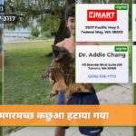 मगरमच्छ कछुआ हटाया गया
