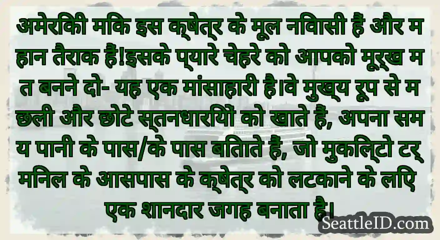 अमेरिकी मिंक इस क्षेत्र के मूल निवासी हैं और महान