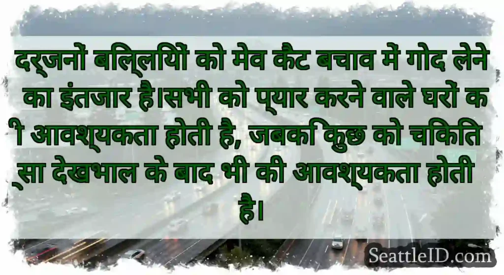 दर्जनों बिल्लियों को मेव कैट बचाव में गोद लेने का