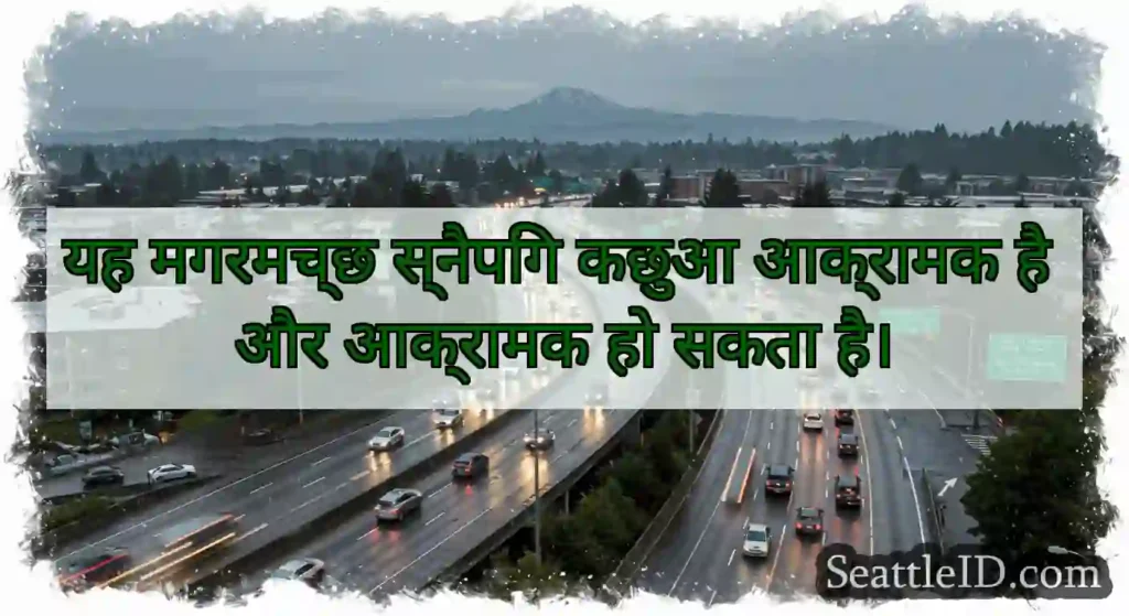 यह मगरमच्छ स्नैपिंग कछुआ आक्रामक है और आक्रामक हो
