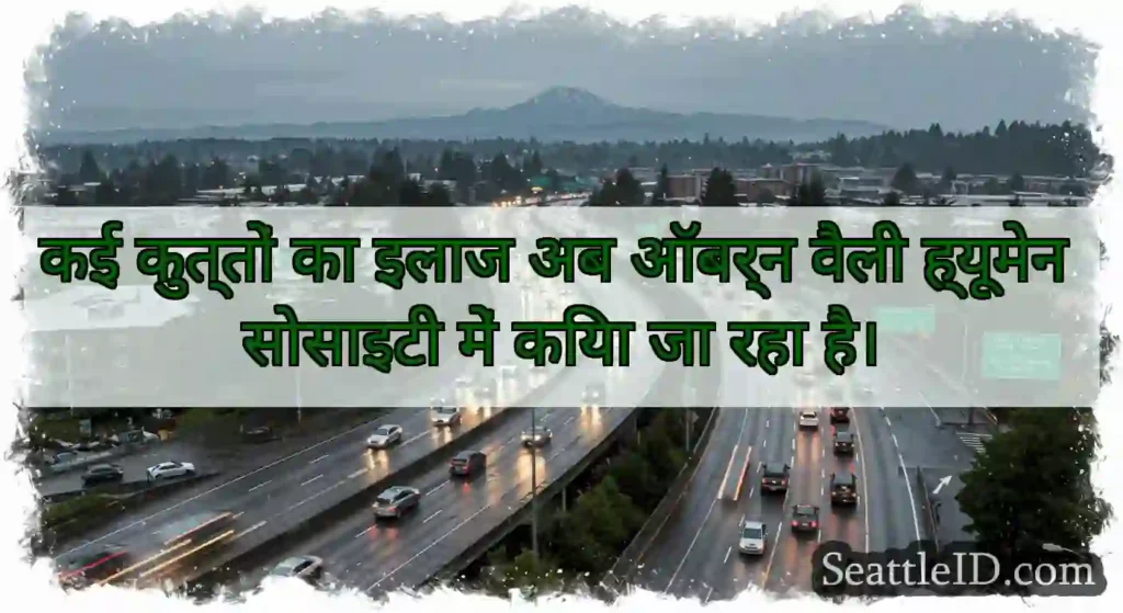 कई कुत्तों का इलाज अब ऑबर्न वैली ह्यूमेन सोसाइटी