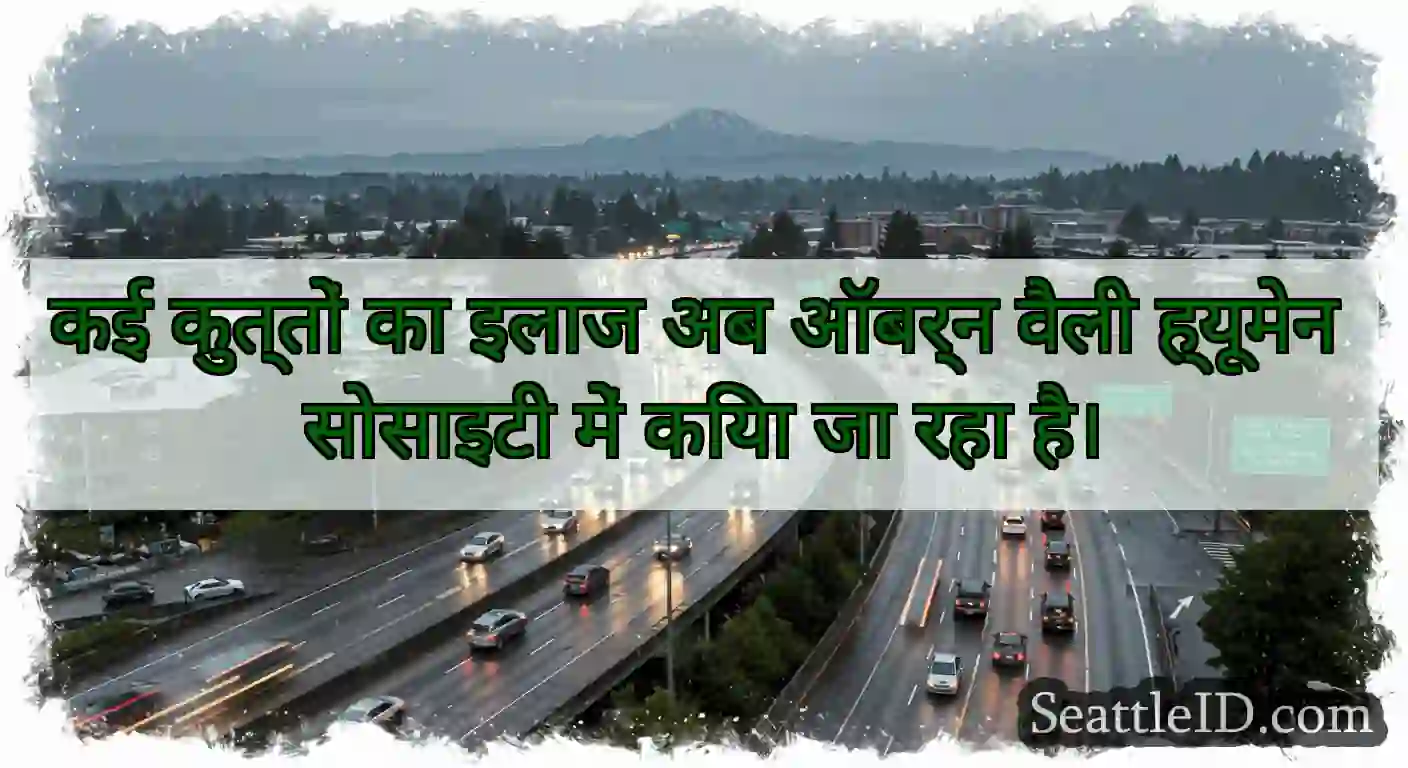 कई कुत्तों का इलाज अब ऑबर्न वैली ह्यूमेन सोसाइटी