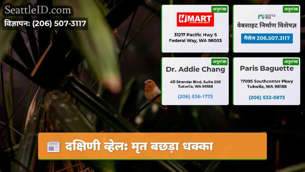 दक्षिणी व्हेल: मृत बछड़ा धक्का