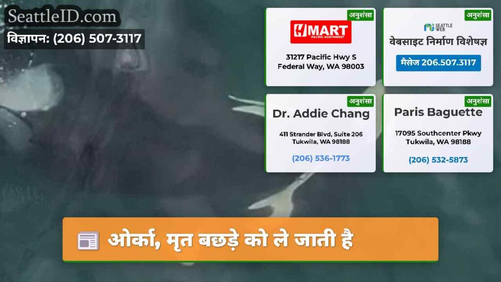 ओर्का, मृत बछड़े को ले जाती है