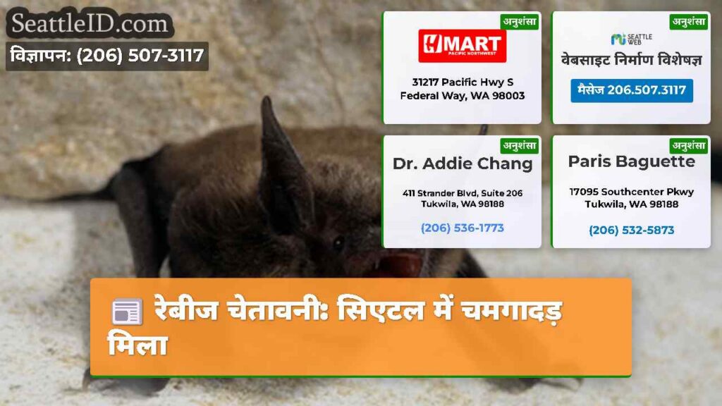 रेबीज चेतावनी: सिएटल में चमगादड़ मिला