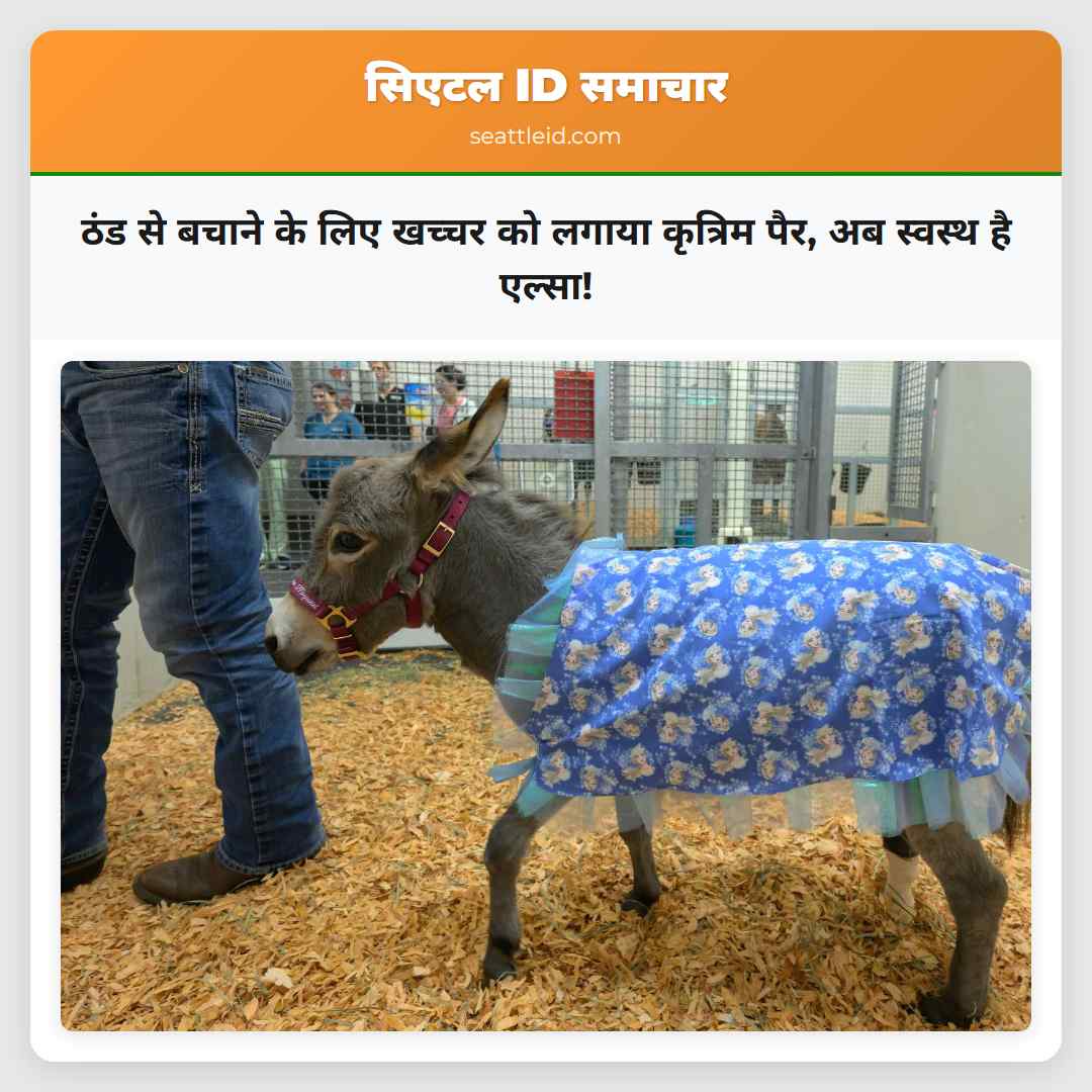 ठंड से बचाने के लिए खच्चर को लगाया कृत्रिम पैर,