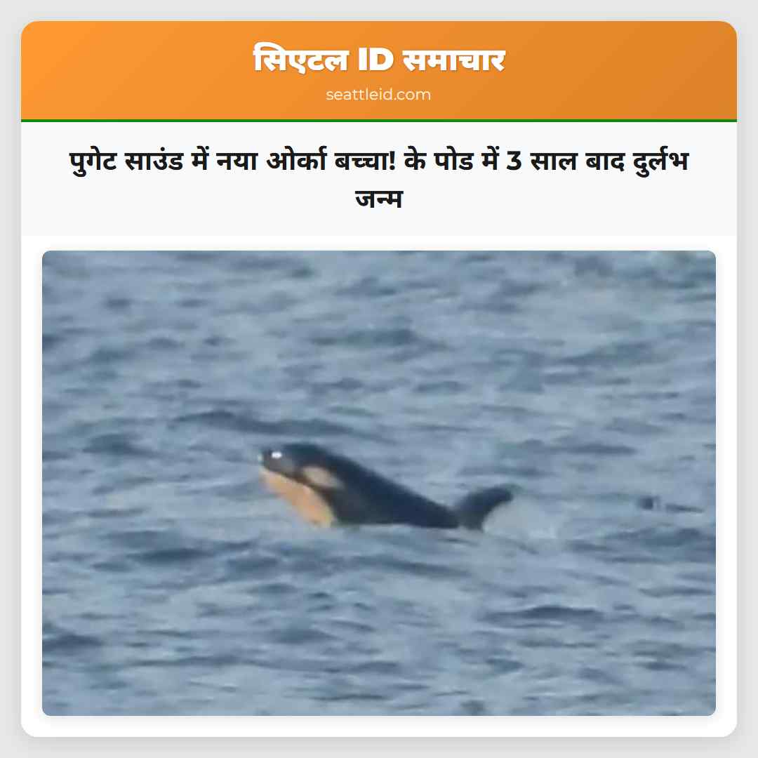 पुगेट साउंड में के पोड में नया ओर्का बच्चा तीन वर्षों में दुर्लभ जन्म