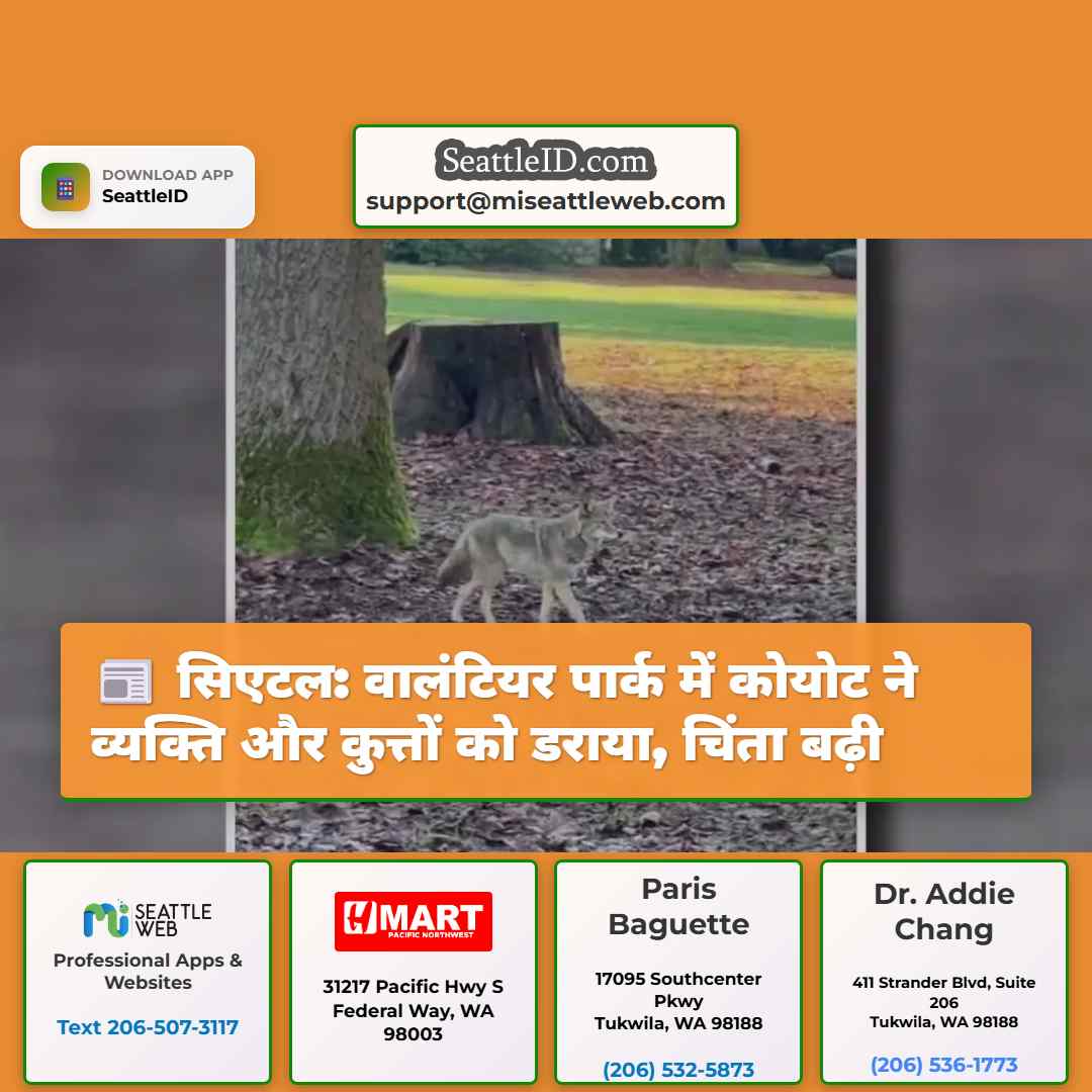 सिएटल: वालंटियर पार्क में कोयोट ने व्यक्ति और
