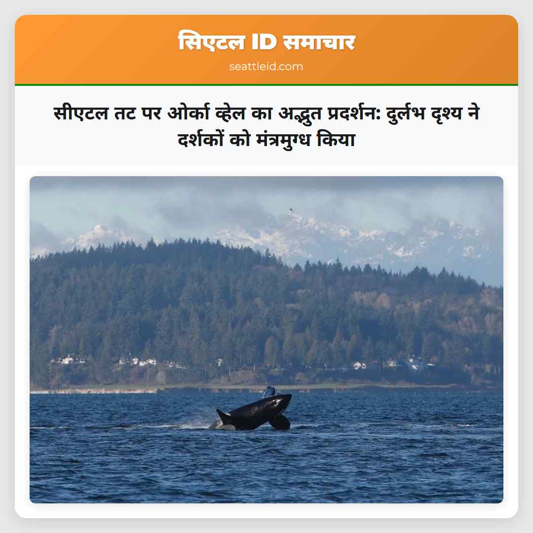 सीएटल तट पर ओर्का व्हेल का अद्भुत प्रदर्शन: