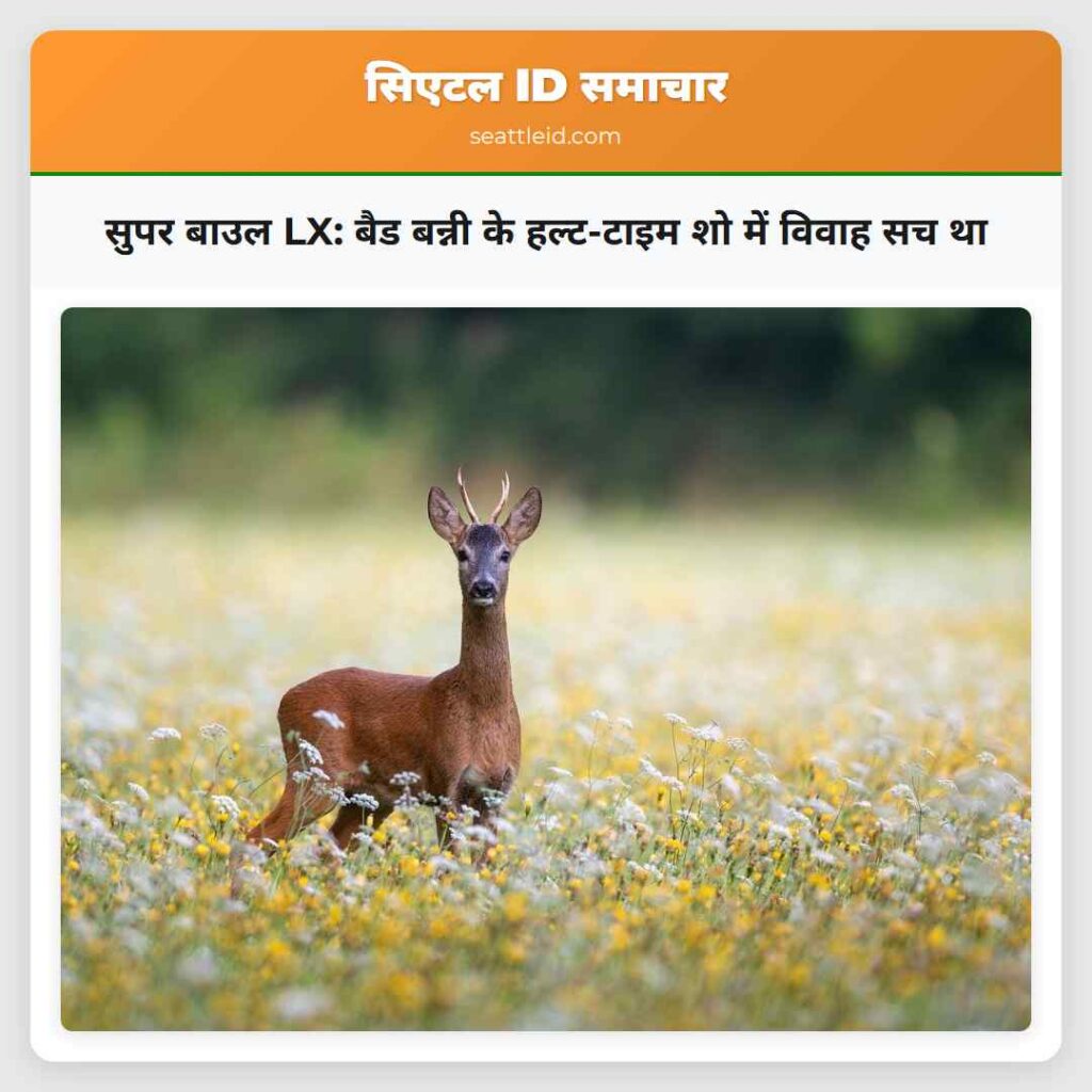 सुपर बाउल LX: बैड बन्नी के हल्ट-टाइम शो में विवाह