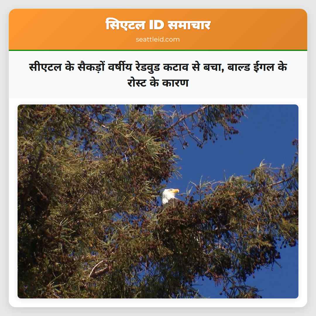 सीएटल के सैकड़ों वर्षीय रेडवुड कटाव से बचा, बाल्ड